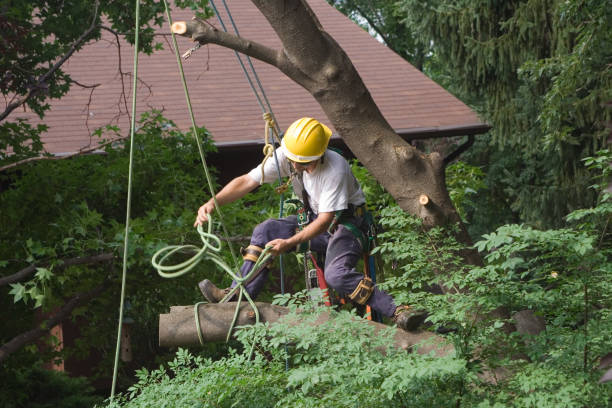 Best Tree Health Inspection  in Jefferson Valley Yorktown, NY