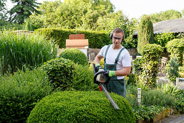 Jefferson Valley Yorktown, NY Tree Removal Services Company